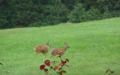 Ruhige Lage - Rehe direkt hinterm Haus
