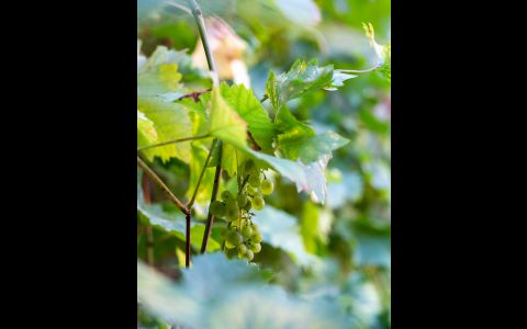 Der Region verpflichtet