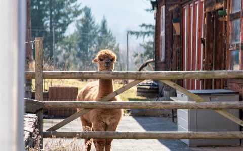 Außenbereich mit Alpakas