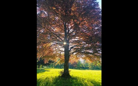 Baum im Schlosspark im Sonnenaufgang